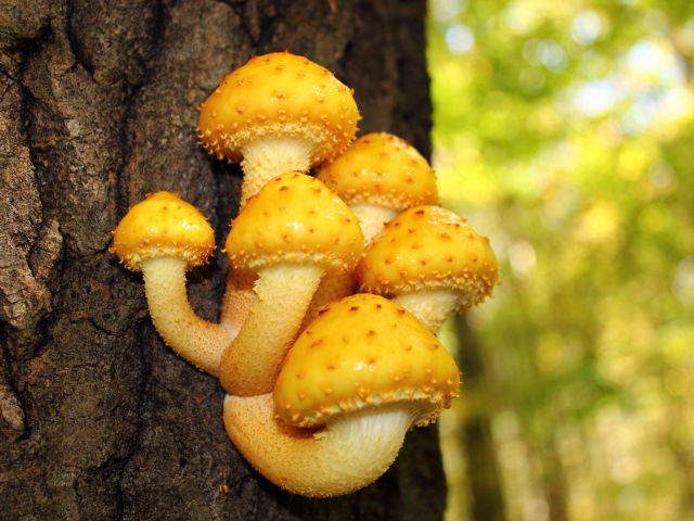Мицелий Чешуйчатки золотистой / Ивняк (Pholiota aurivella)